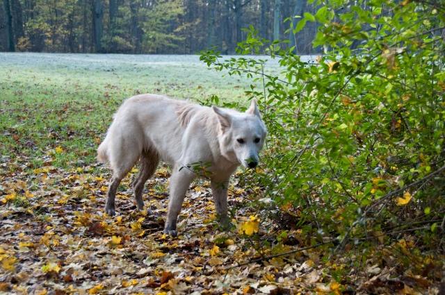 Fotos/VervolgI-nest/vervolg/Inka/Inka_8_maanden_5_comp[1].jpg